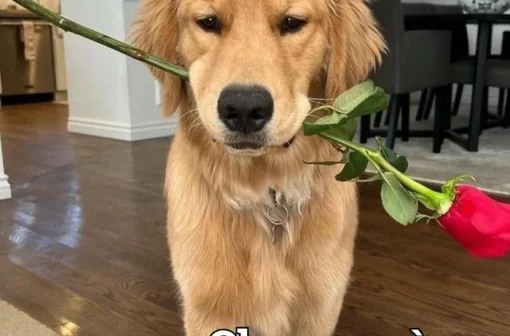 Tuyển chọn 127+ meme chó tặng hoa ngọt ngào nhất MXH