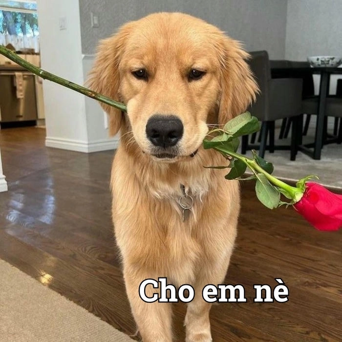 Hình chế chó meme hoa hài 