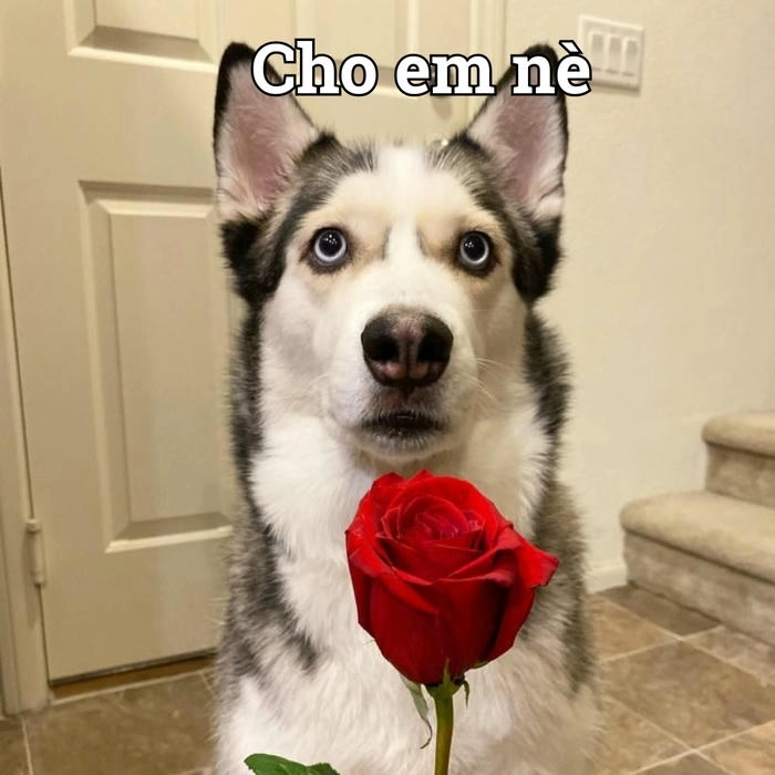 Ảnh chế chó tặng hoa hài 