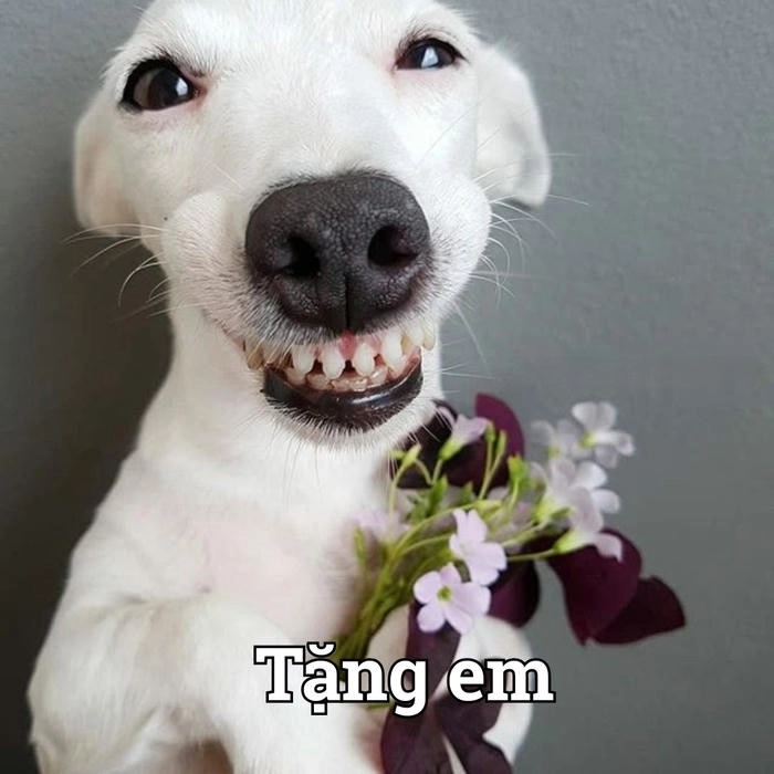 Meme chó hài cầm bó hoa 