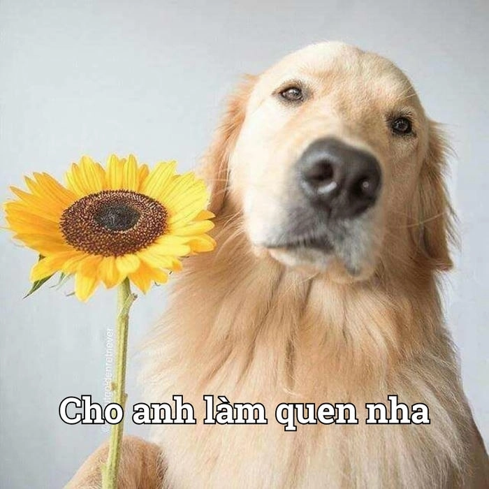 Meme chó ngầu mang hoa tặng 