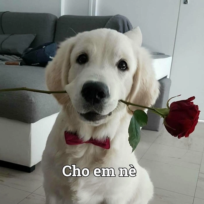 Ảnh meme chó đang tặng hoa 