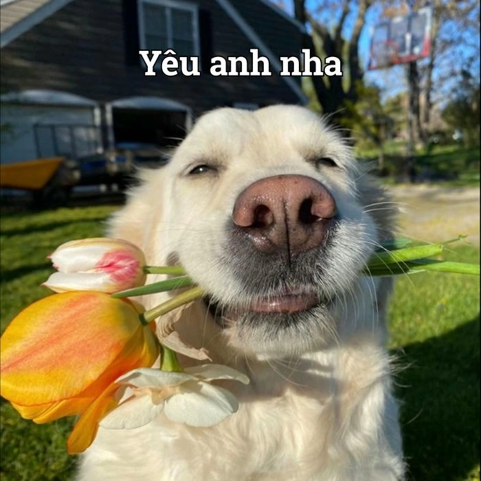 Con chó meme đang cầm hoa 