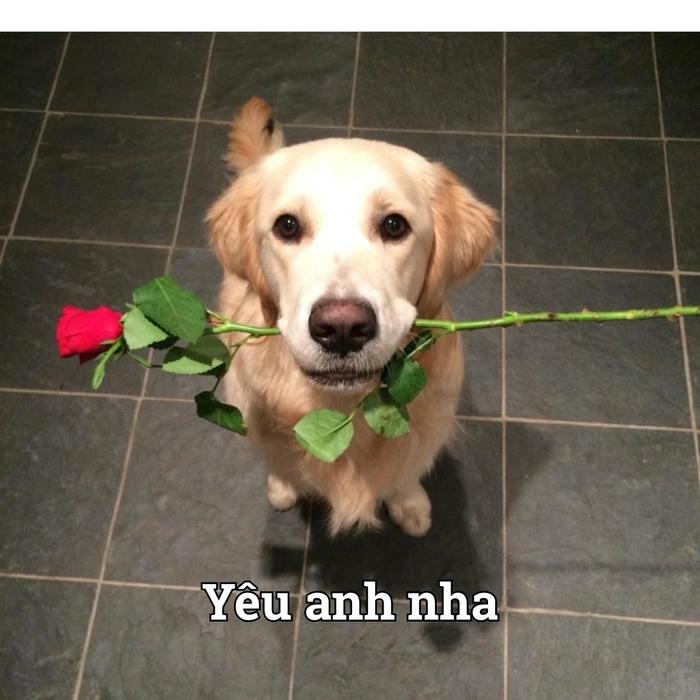 Meme chó dễ thương tặng hoa 