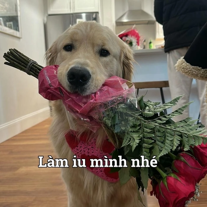 Meme chú chó tặng hoa siêu hài 