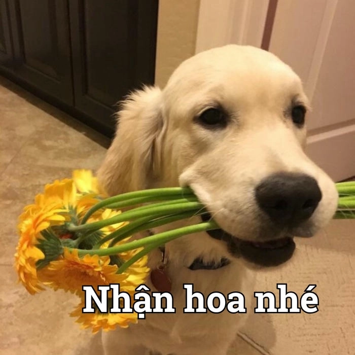 ảnh meme chó tặng hoa hài hước 