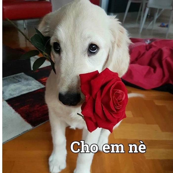 meme con chó tặng hoa cute