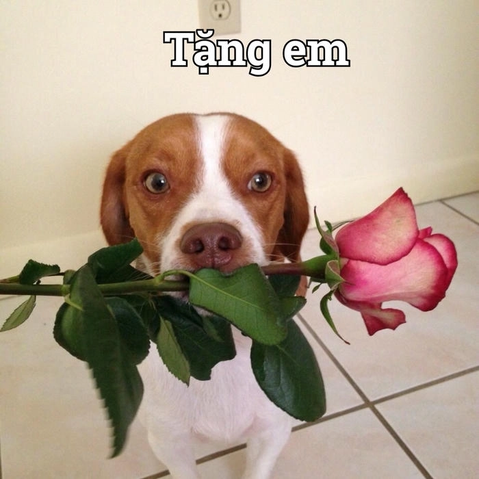 meme chó tặng hoa đáng yêu