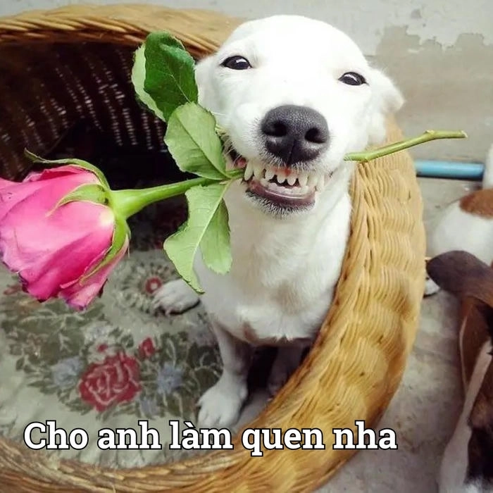 Chó tặng hoa meme cực lầy 