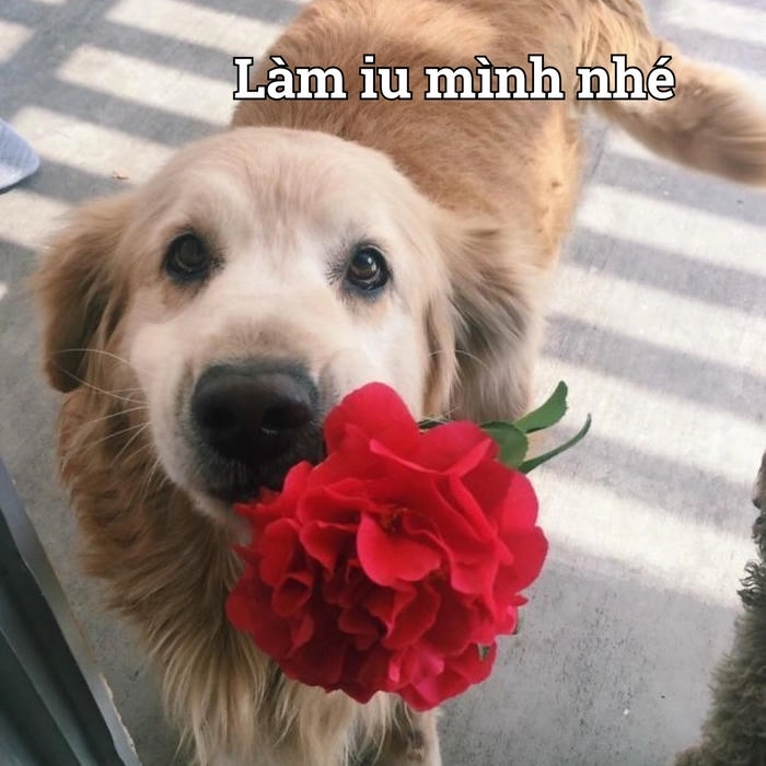 Hình chó tặng hoa meme hài 