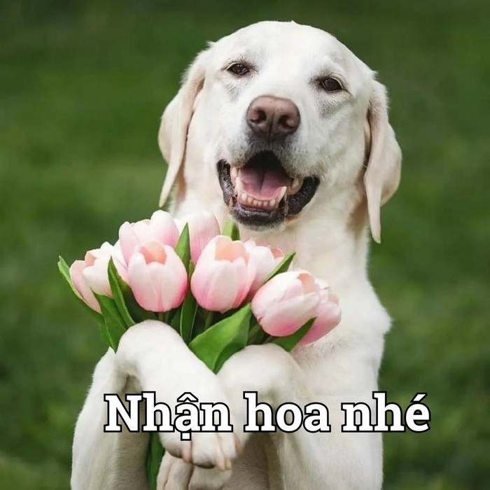 Ảnh chế chó cầm bó hoa 
