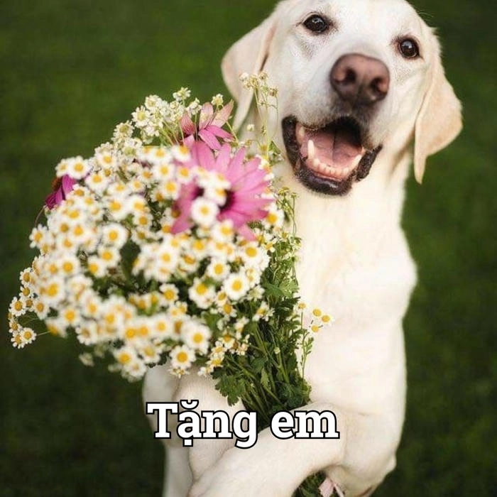 Hình ảnh chó tặng hoa lãng mạn 