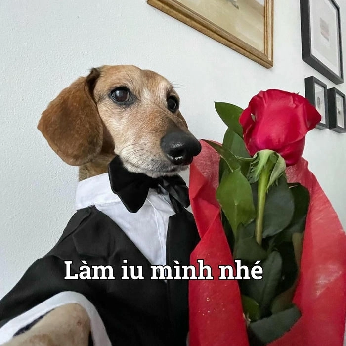 Ảnh chế meme chó đang tặng 