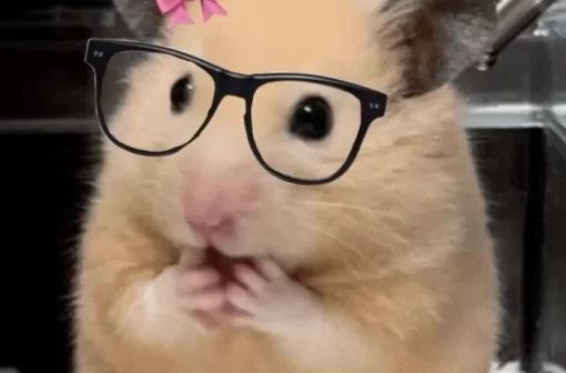 Tải ngay 193+ meme chuột Hamster hài hước khiến bạn cười xỉu