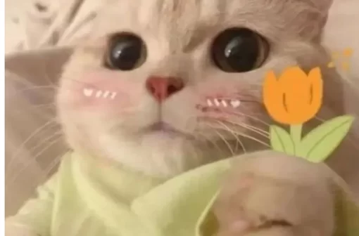 Tải miễn phí 132+ meme con mèo tặng hoa cực kỳ dễ thương