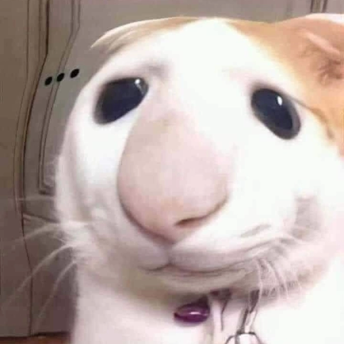 ảnh meme hài ko chữ