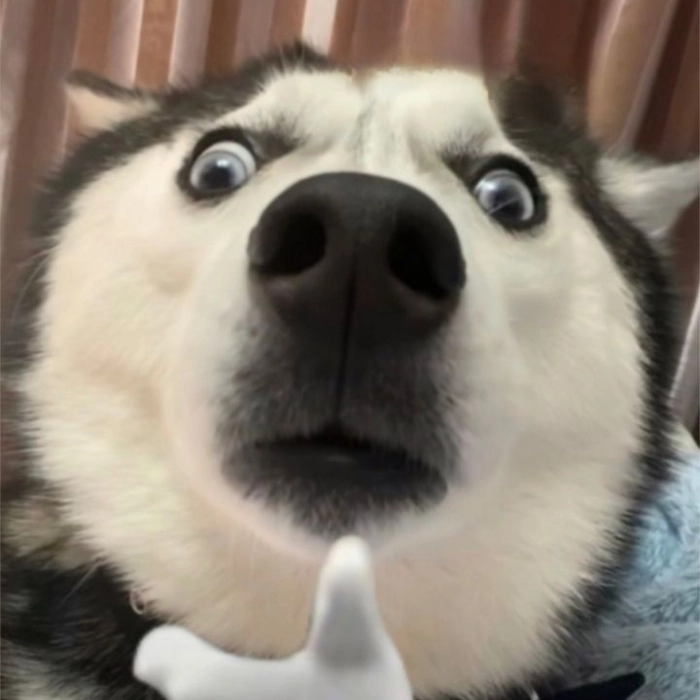 ảnh meme hài ko chữ chế