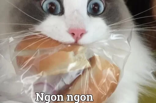 Cười xỉu với 99+ meme mèo ăn cực hài hước và đáng yêu