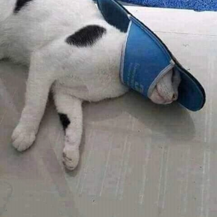 ảnh mèo bất lực meme cực viral