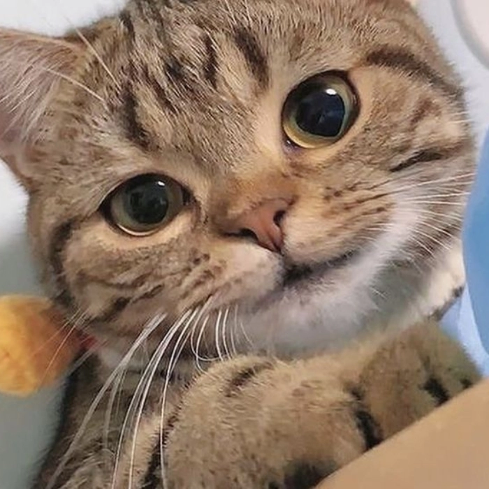 meme mèo bất lực buồn cười