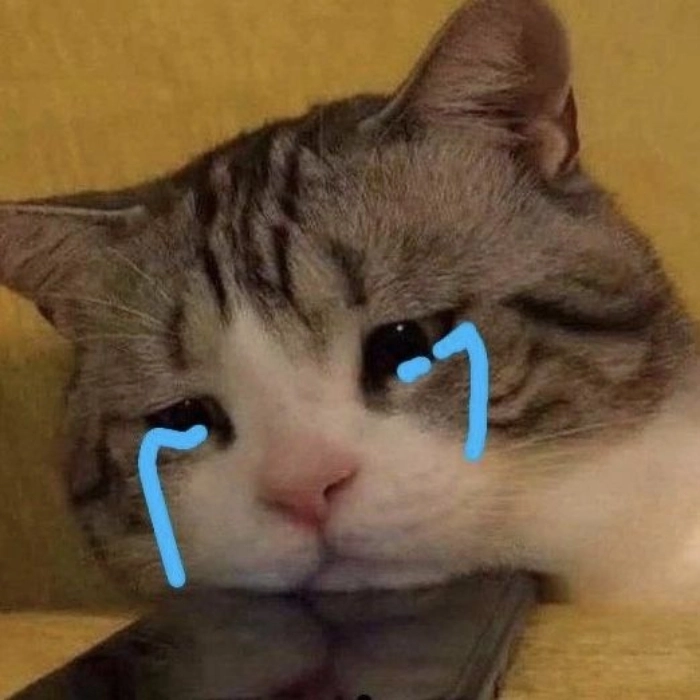 meme con mèo mặt đơ bất lực