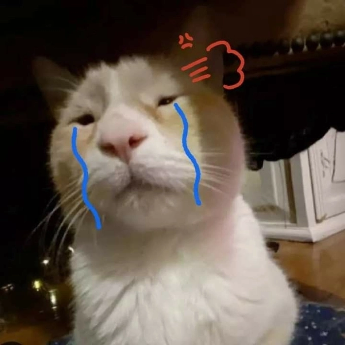 ảnh mèo meme cảm xúc bất lực