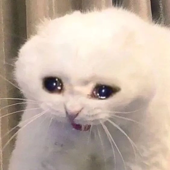 meme mèo mệt mỏi bất lực khóc