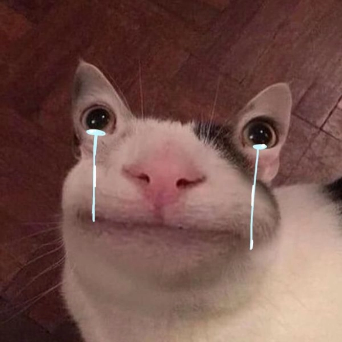 meme mèo bất lực đáng thương