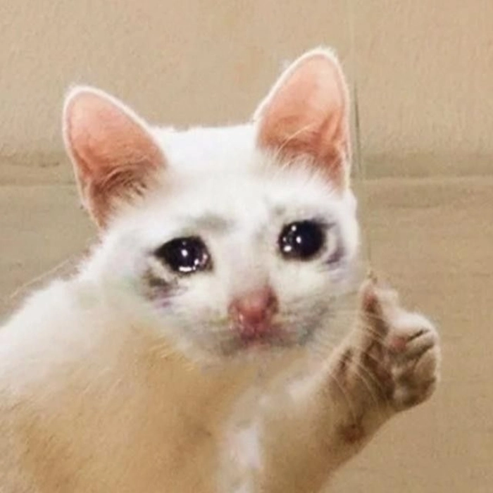 hình meme mèo bất lực không nói nên lời
