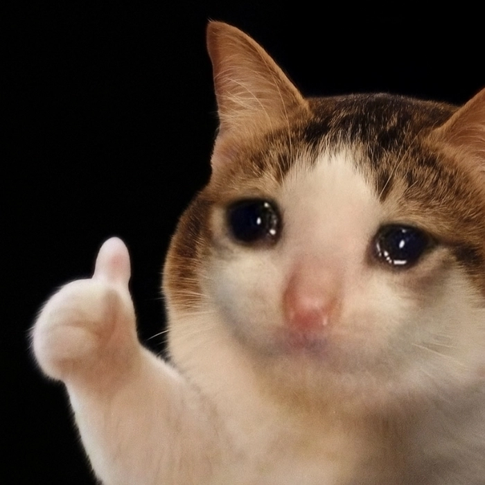 meme con mèo nhìn đời bất lực