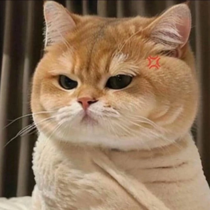 meme mèo bất lực và chán nản