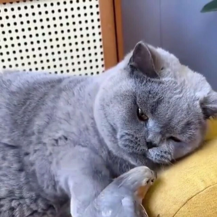 hình mèo bất lực meme ánh mắt cam chịu