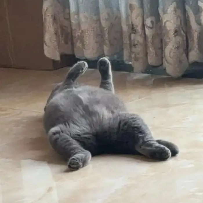 ảnh meme mèo bất lực