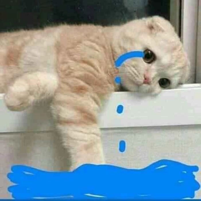 meme mèo cười bất lực