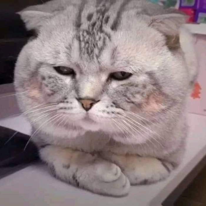 meme mèo đen bất lực