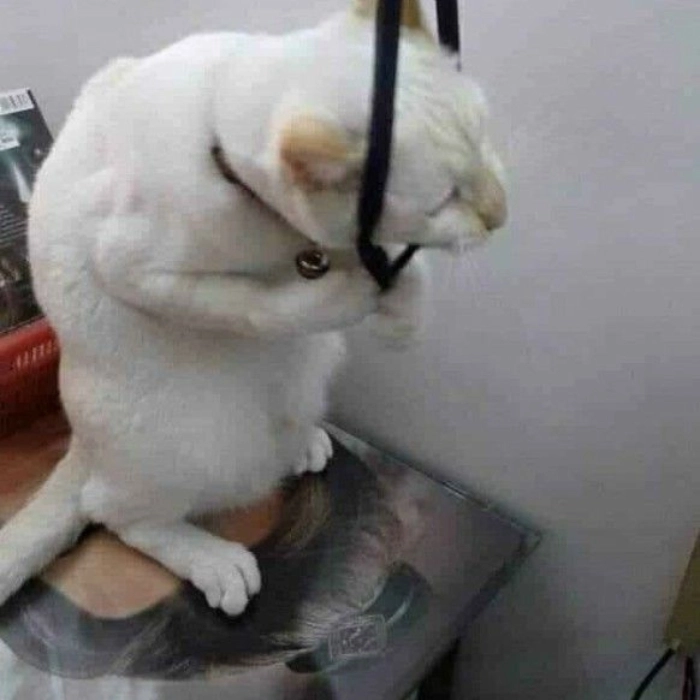 meme mèo đen nhìn bất lực và buồn cười