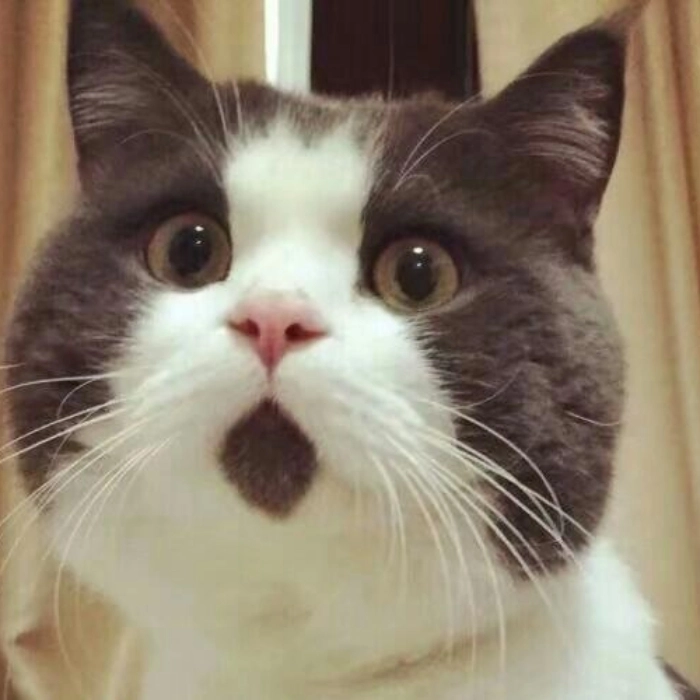 con mèo bất ngờ meme 
