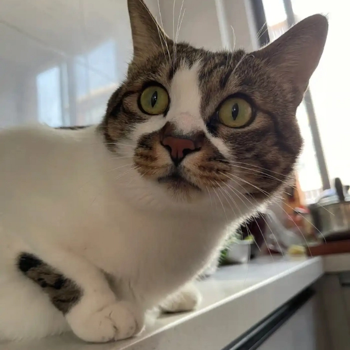 ảnh chế meme mèo bất ngờ 