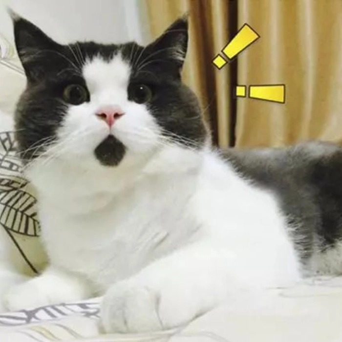 ảnh meme mèo ngạc nhiên 