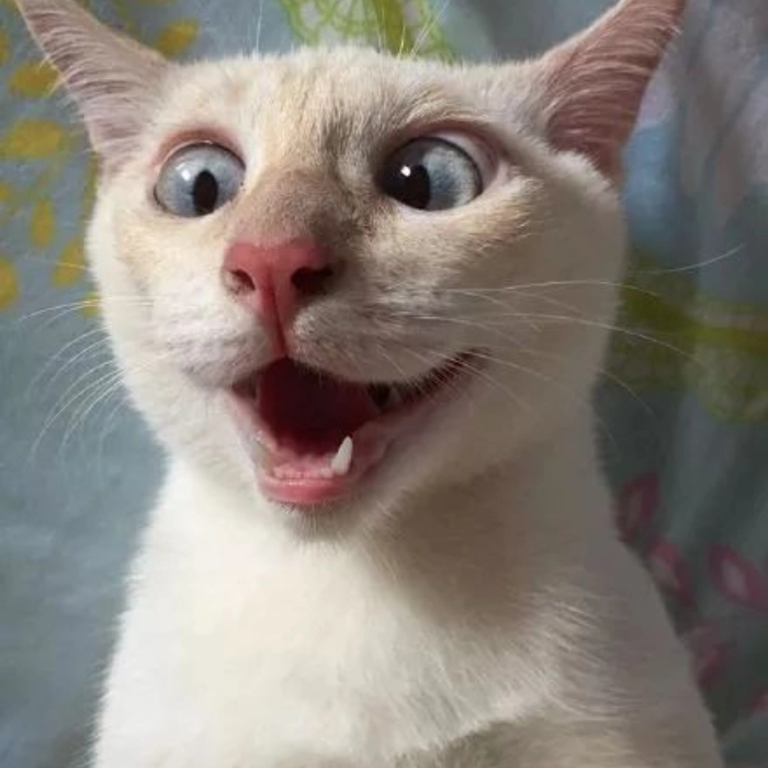 ảnh meme hài mèo bất ngờ 