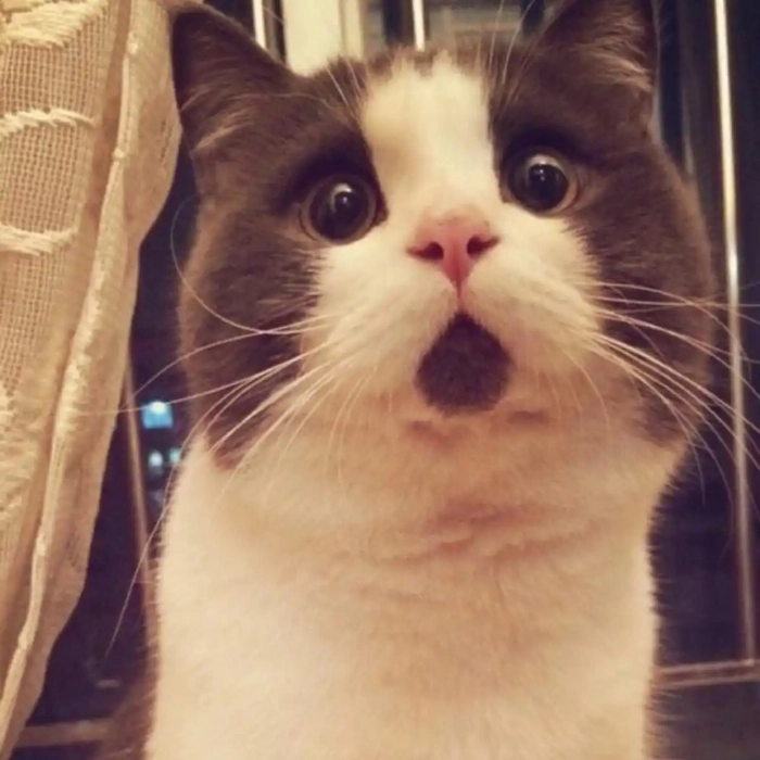 meme mèo biểu cảm bất ngờ 