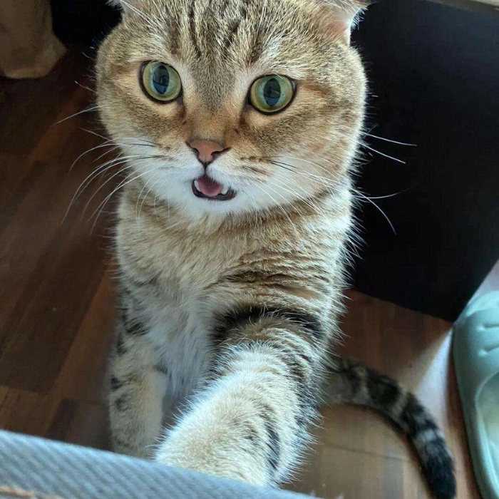 ảnh chế meme mèo ngạc nhiên 