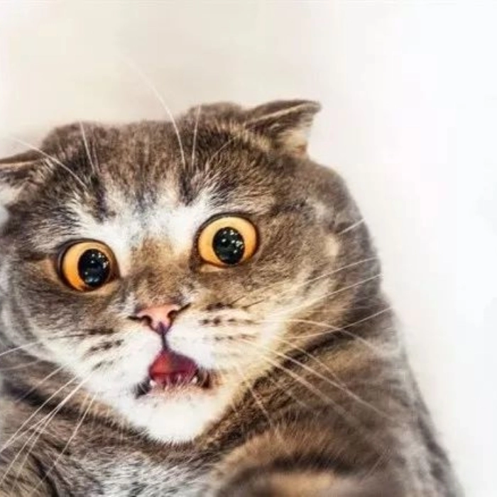 meme mèo bất ngờ 