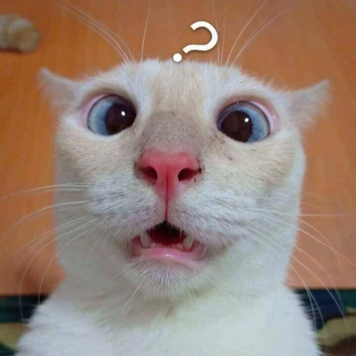 meme con mèo trợn mắt 