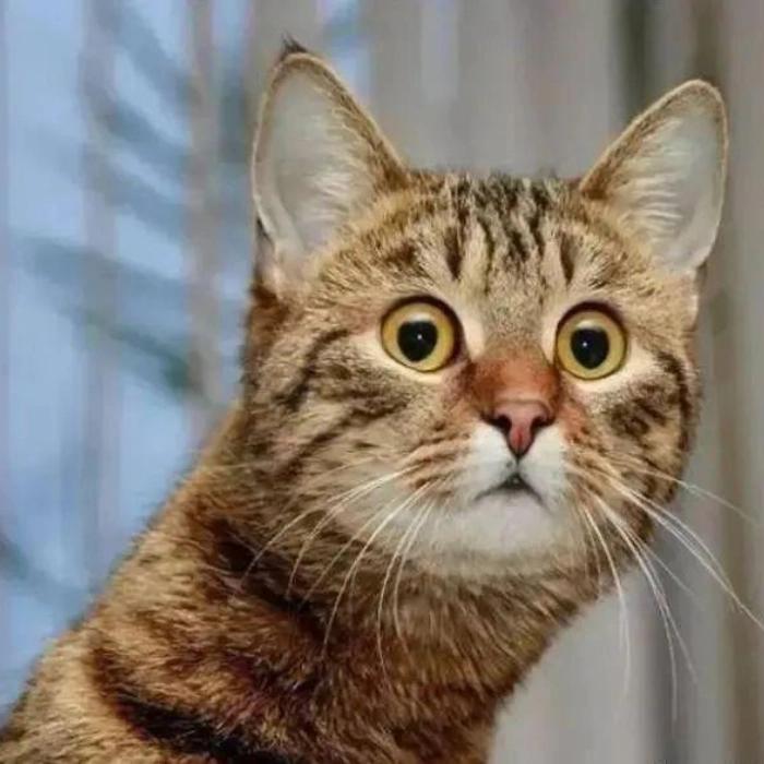 meme mèo bất ngờ cute 