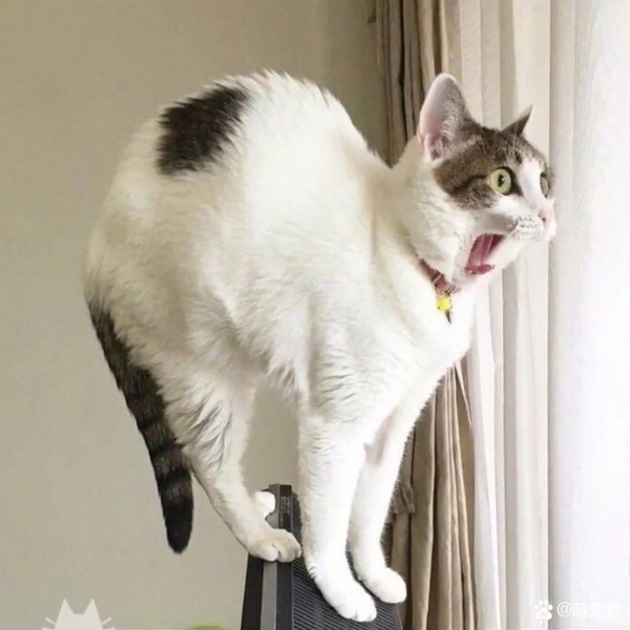 meme con mèo phản ứng bất ngờ 