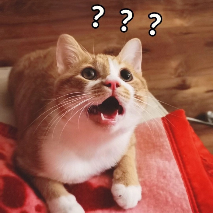 meme mèo dễ thương lúc bất ngờ 