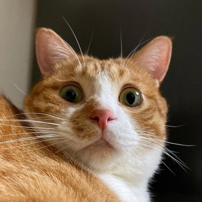 meme mèo giật mình 