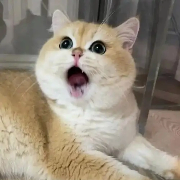 ảnh meme con mèo bất ngờ 
