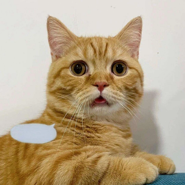 meme mèo mở to mắt 